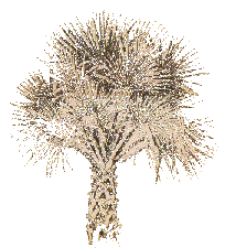 Sabal Palm, native to the Rio Grande Valley area of Texas